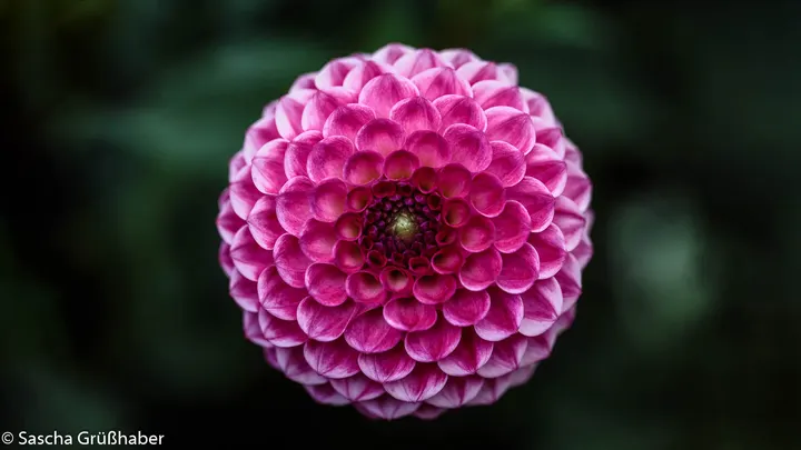 Pink dahlia