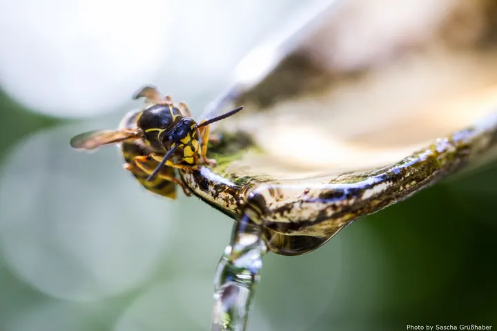 Wasp drinking water