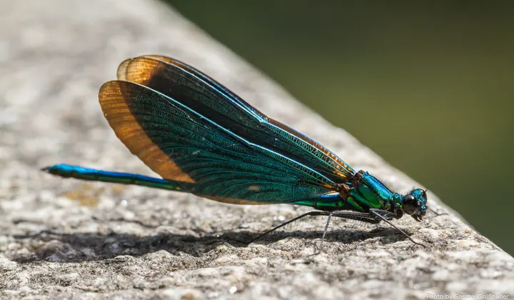 Demoiselle damselfly on a stone