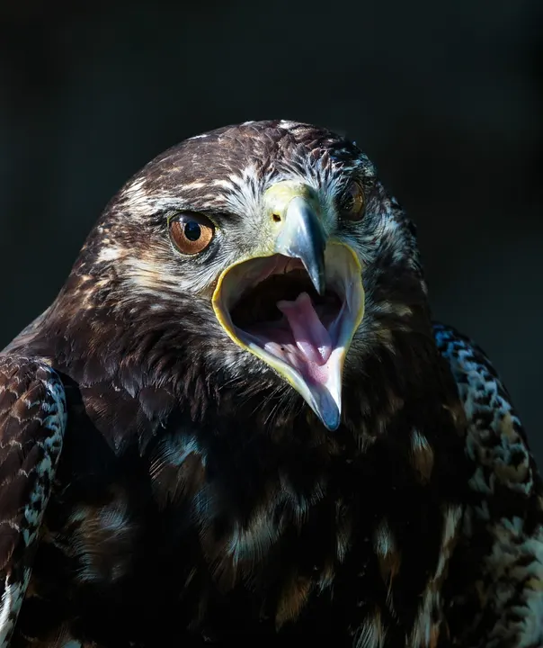 Bird of prey with its beak open
