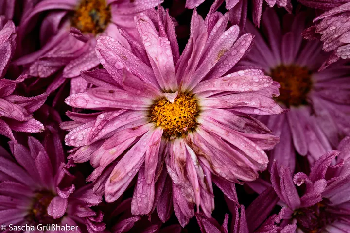 Pink asters with raindrops