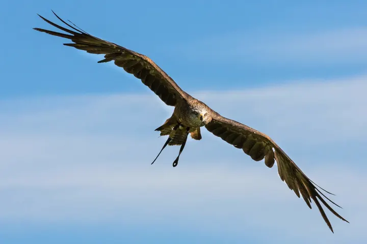 Bird of prey in flight against a blue sky