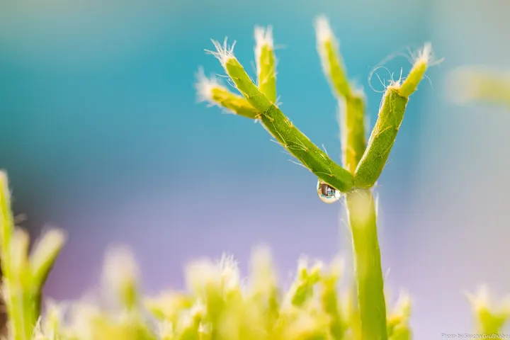 Young plant shoots with a drop of water